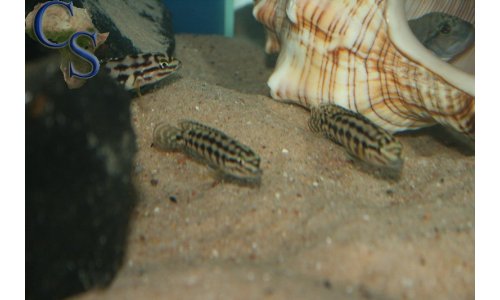 Julidochromis marlieri